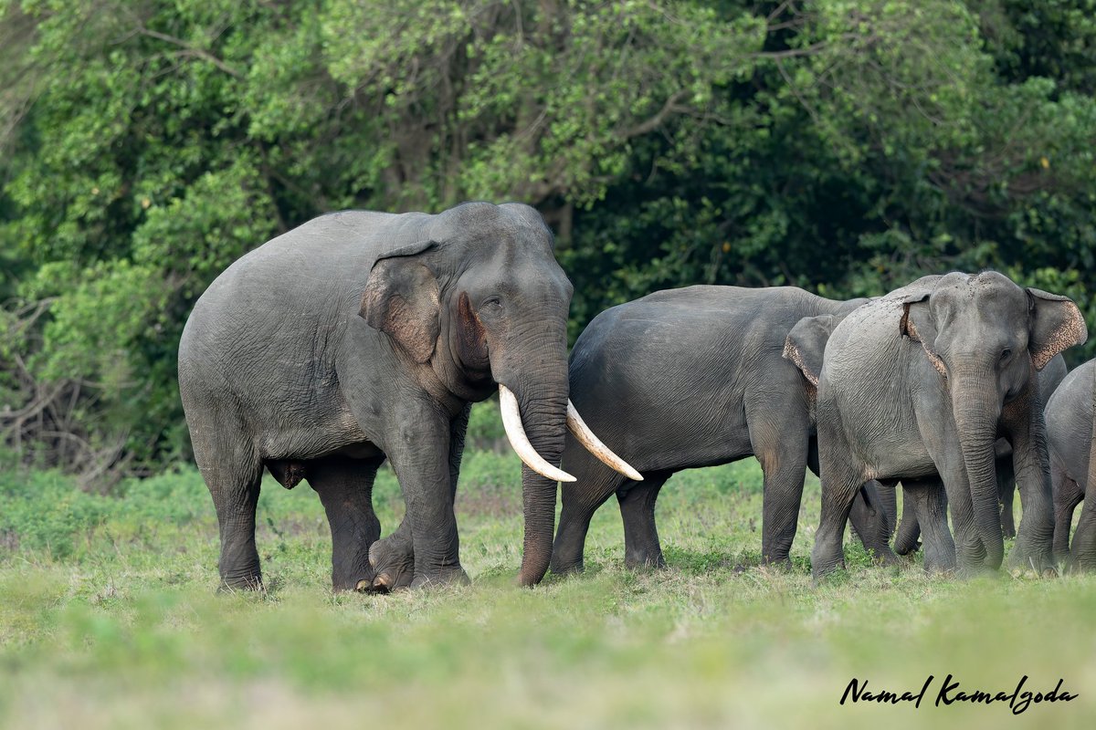 A king with his ladies. The last generation of large tuskers in Sri Lanka. Two year old picture. #natgeoyourshot #natgeowild #instagood #BBCwildlifePOTD #yourshotphotographer #elephant #srilankanelephant #canonwildlife #humanelephantconflict #srilanka #srilankanwildlife