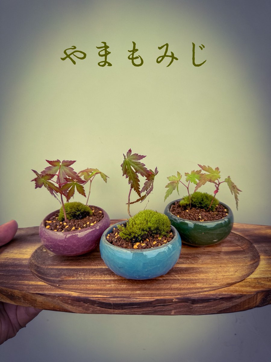 やまもみじ達。小さくてかわいい！
Yama Momoji ‘s . So cute

#盆栽 #盆栽好きと繋がりたい  #盆栽のある暮らし #盆栽初心者 #もみじ #bonsai  #minibonsai #bonsailife #japan #maple