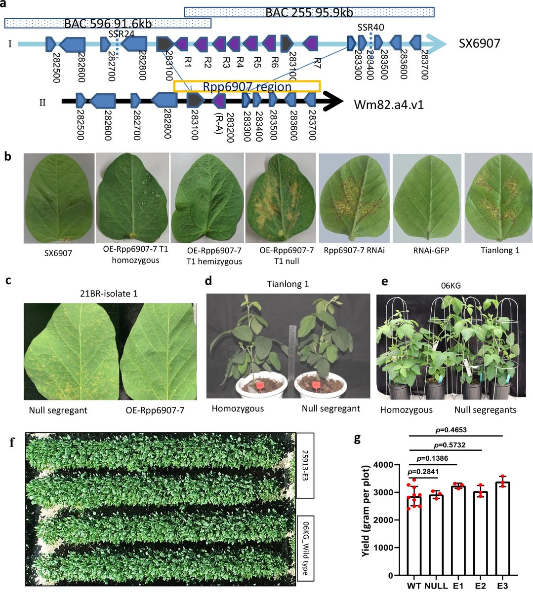 China has achieved the world's first #soybean gene #clone on the locus that provides resistance against Asian soybean rust (ASR), one of the major biotic threats to #agriculture worldwide causing a yield loss of 40%-80%, bringing hope to soybean growing areas. @NatureComms