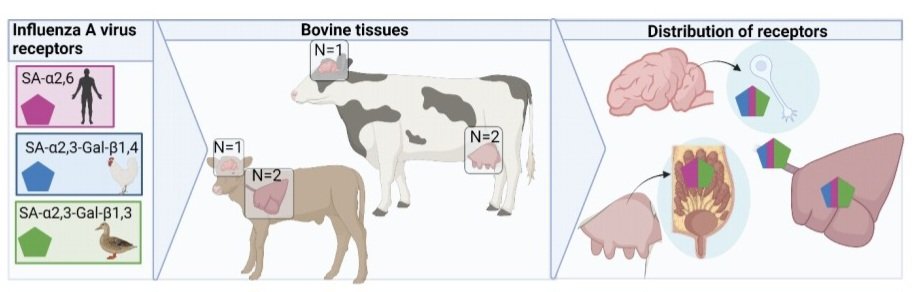 Glad to see this preliminary analysis of #influenza sialic acid receptors in the bovine mammary glad. But I worry people are WAY overinterpreting a narrow methodology, re: mixing vessel. We have a lot more to learn. #H5N1 biorxiv.org/content/10.110…