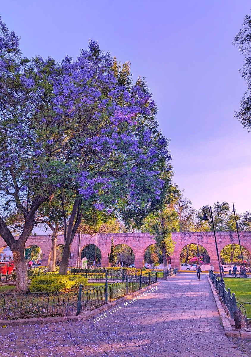 💜 Jacarandas y cantera rosa. 🩷 

🩷#morelia