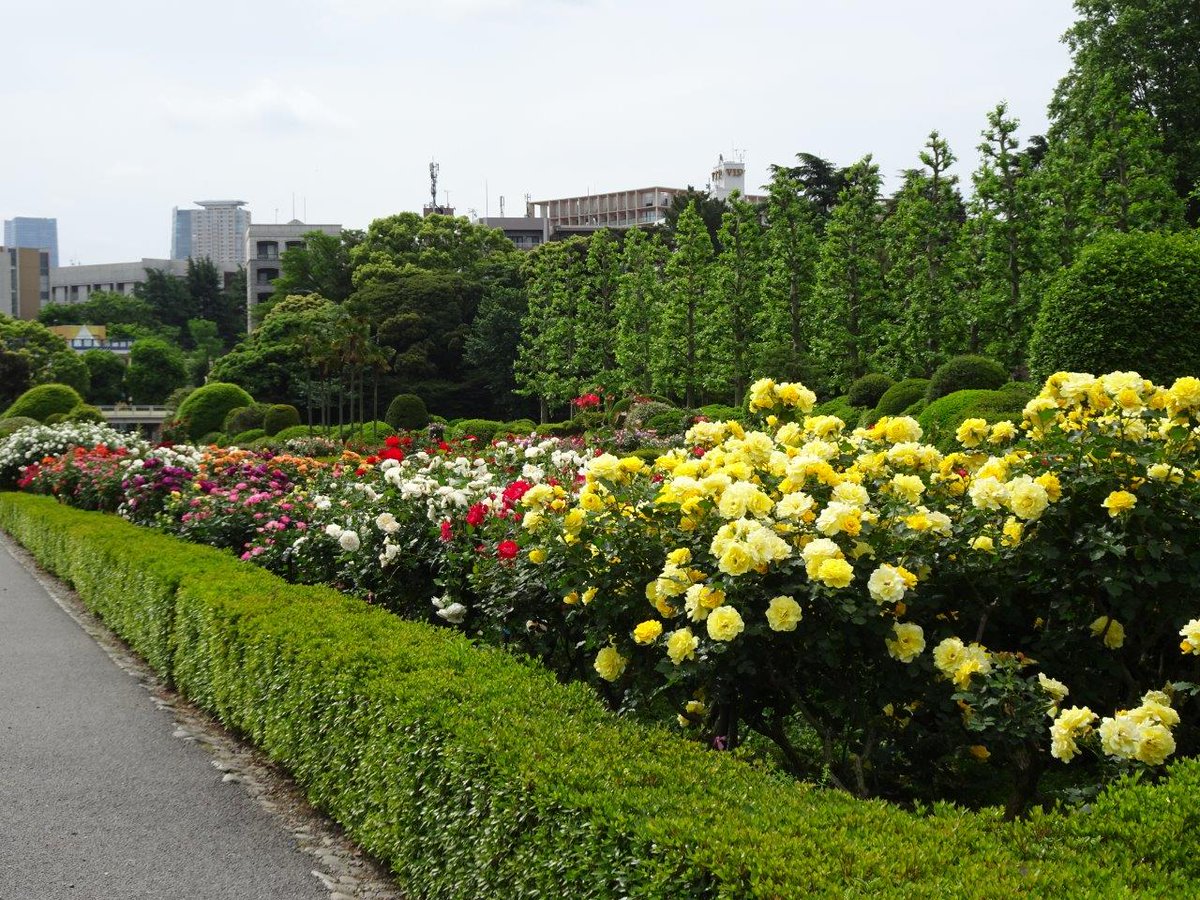 バラ花壇の #バラ がみごろです🌹 約100種 約500株の色とりどりの花が
