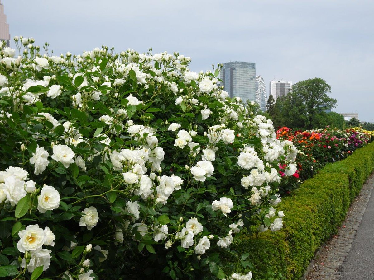 バラ花壇の #バラ がみごろです🌹 約100種 約500株の色とりどりの花が
