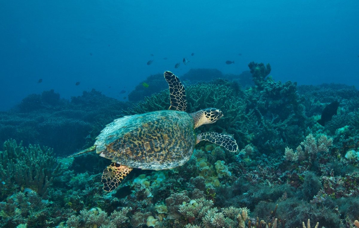 Experience an unforgettable encounter with the Hawksbill Turtle at Turtle Reef, Efate 🐢 Join us at Tranquillity Island Eco Resort for a majestic experience, draped in nature's splendour. Dive in, the adventure begins here! 

#VanuatuTourism #Efate #Diveplanit #EcoTravel