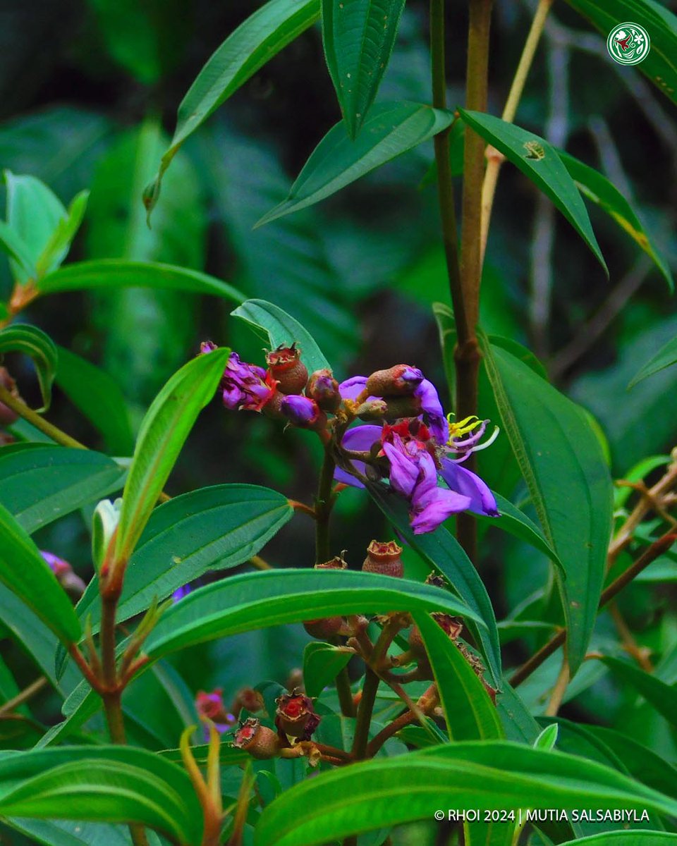 #Forest4Orangutans Amidst the lush greenery of the forest, lies a beautiful purple flower! What flower could it be? Admire the senggani flower and uncover what makes it unique in our latest article at theforestforever.com/a-weed-a-snack… 

#SaveOrangutans