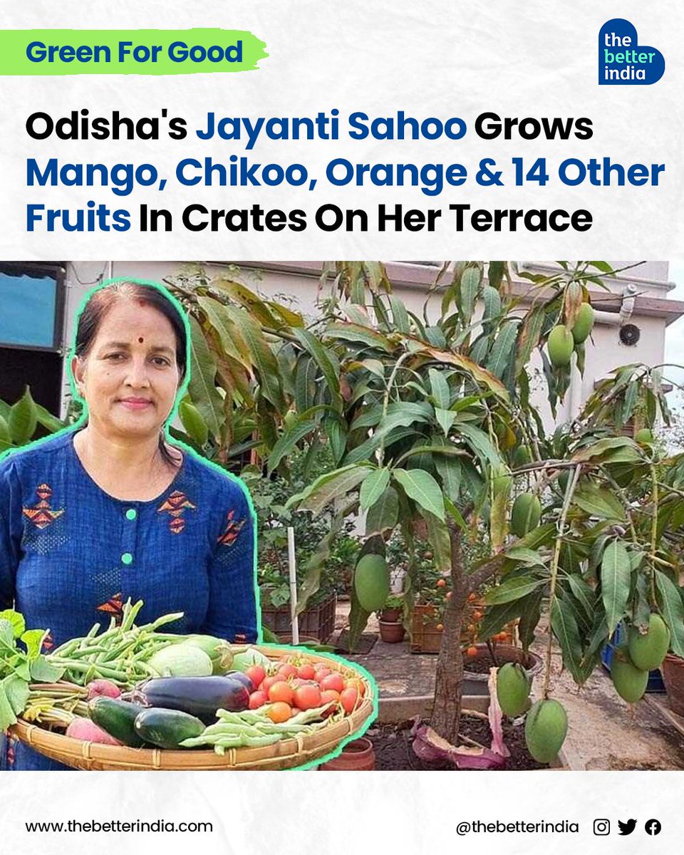 Odisha's Jayanti Sahoo grows 17 types of fruits including guavas, pomegranates, oranges, white jamun, mangoes, and chikoos on her 350 sq ft terrace garden. 

#OrganicFood #GardeningTips #OrganicFarming #TerraceGardening #GrowFruitsAtHome #OrganicMango #OrganicOrange #odisha