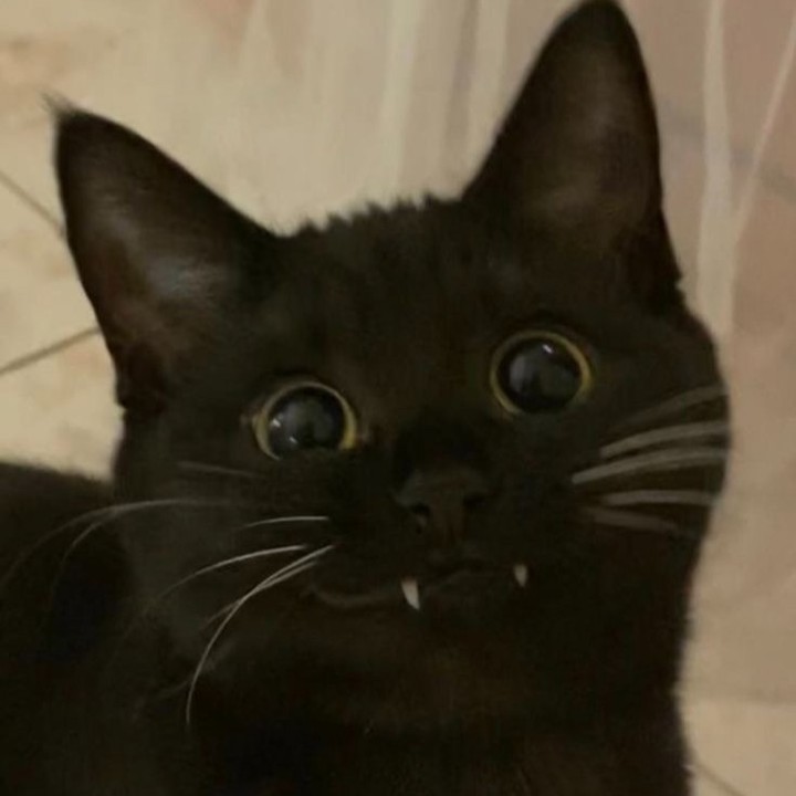 PunchingCat's tweet photo. https://t.co/QBzdvGXT81