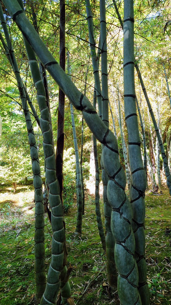 浄住寺の珍しい亀甲竹