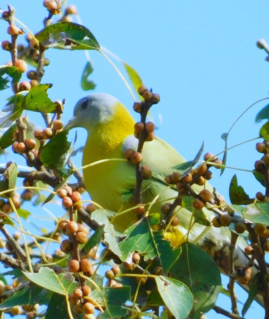 Yellow footed green pigeon #TwitterNatureCommunity #IndiAves #NaturePhotography #BBCWildlifePOTD #NatureBeauty #BirdsOfTwitter #Birds2024