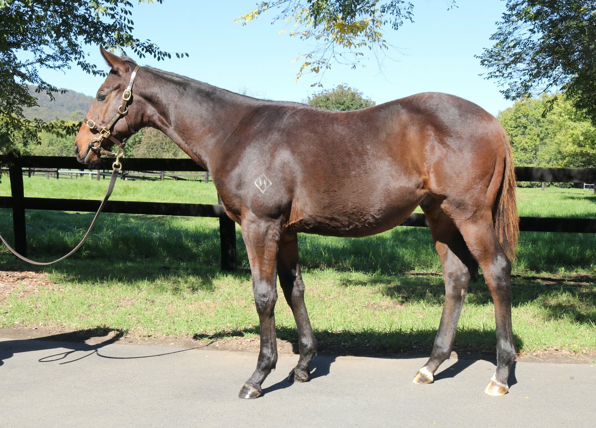 Another high-priced lot for our Champion 2YO Golden Slipper winner FARNAN @inglis_sales with Alma Vale going to $180k for the half-brother to multiple stakes placegetter Mexico (ex One More Tequila) from Fairhill Farm's draft. #TheObviousChoice #KiaOraStallions