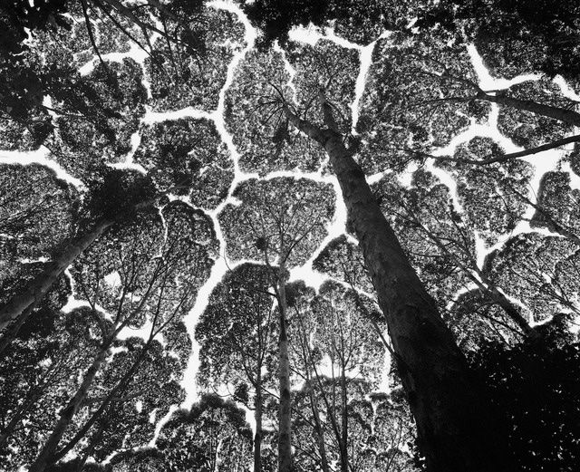 Crown Shyness, Kepong Forest Reserve, Malaysia, 1996 • Stuart Franklin •