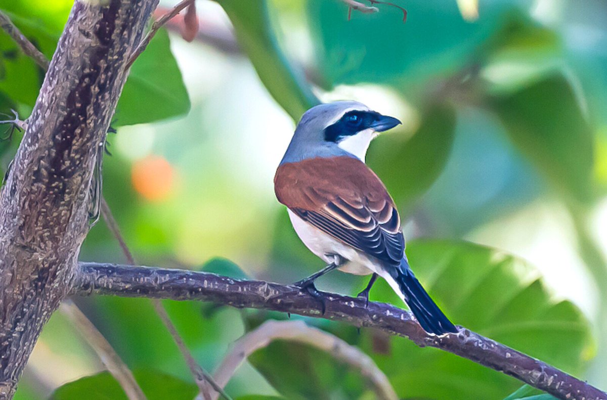 A red-brown cape, a blue-grey cap, and a black mask like a bandit, this male Red-backed Shrike is all dressed to kill, and kill he does like a butcher, hence the nickname the butcher bird.
#BirdsOfUAE #RedBackedShrike  #birdwatching #birdphotography #nikon #BBCWildlifePOTD