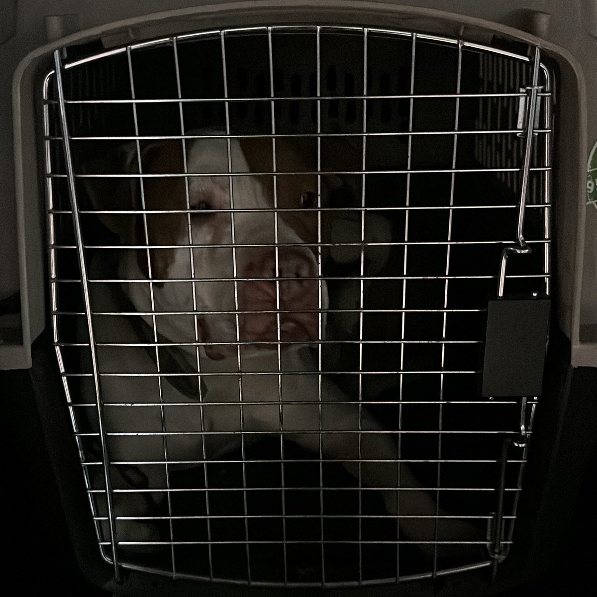 oscarbalmen's tweet photo. ¡Se logró! ¡Salvamos a Hércules! 

Gracias al esfuerzo de @Alina_Gag y muchas personas más (no me alcanza para etiquetarles) este hermoso pitbull ya está conmigo.

Después de darle unos sabrosos premios lo llevaré directo a su nueva familia que lo llenará de amor.

¡Sí se pudo! https://t.co/UFHRddX6An