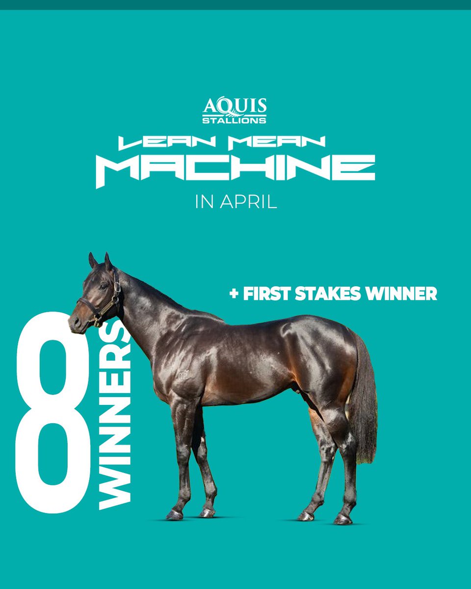 Lean Mean Machine 📈 An impressive month for #LeanMeanMachine which included his first Stakes winner! #AquisStallions #JoinTheRiseOfTheMachines