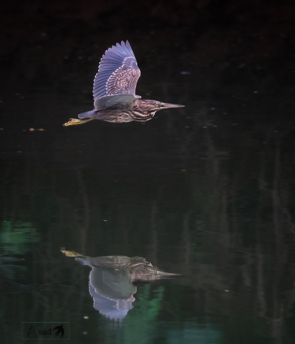 A striated heron glides over a water body. 
#IndiAves #birdphotography #birdwatching #birding #BirdsOfTwitter @every_heron