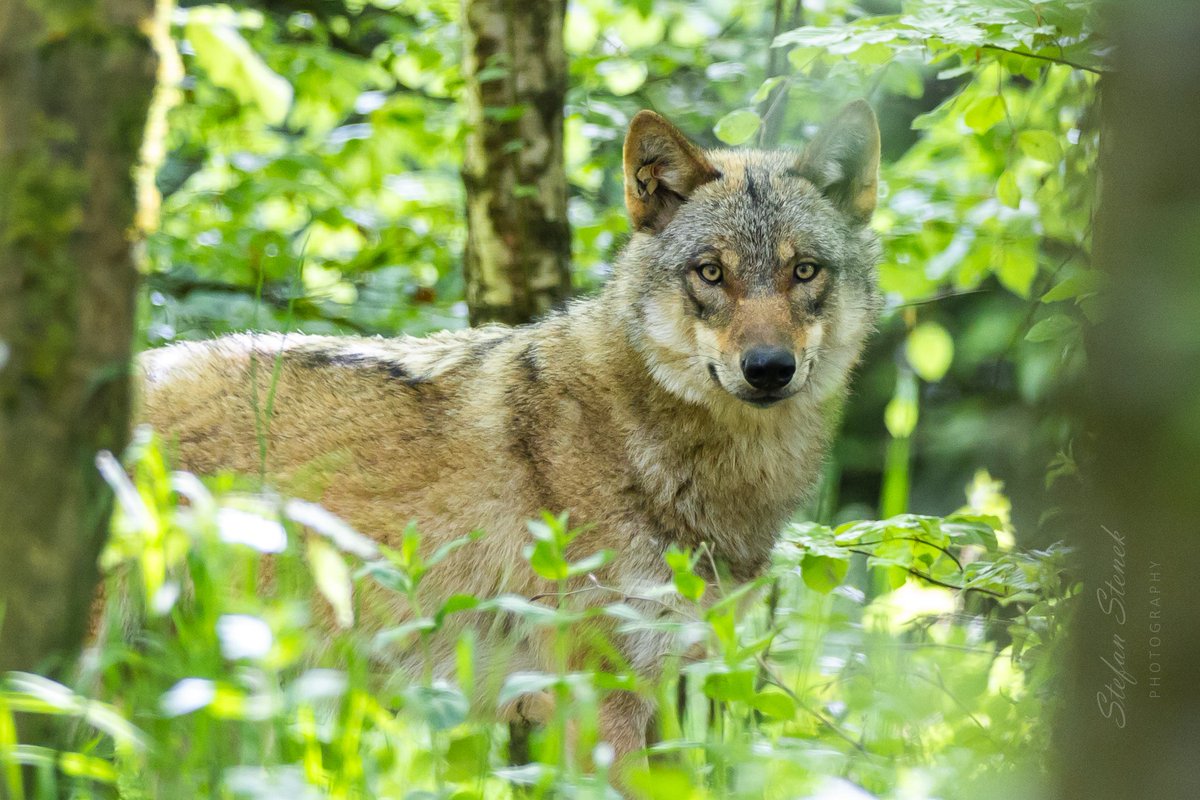 Enduring at the observation station was worth it. After a long time, this young wolf appeared very briefly and looked directly at me. A wonderful encounter that I will never forget.