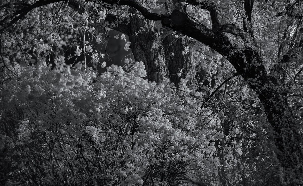 An infrared photo from our back yard this evening. #photography #infrared #Colorado #cowx