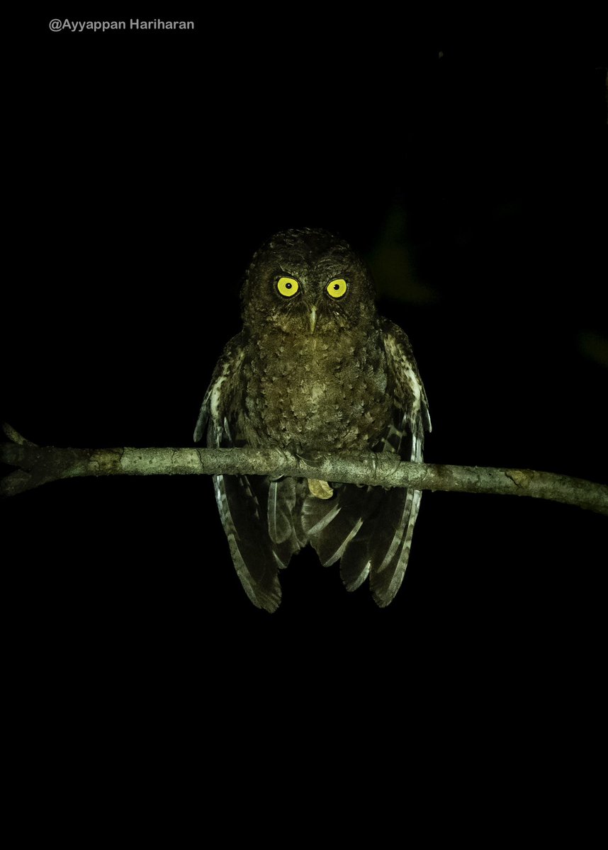 Last of the owls from 5 owl series of Andaman. Andaman Scops Owl for #owlsomemonday Lifer. #IndiAves #BBCWildlifePOTD #natgeoindia #ThePhotoHour #SonyAlpha #BirdsSeenIn2024 @Britnatureguide