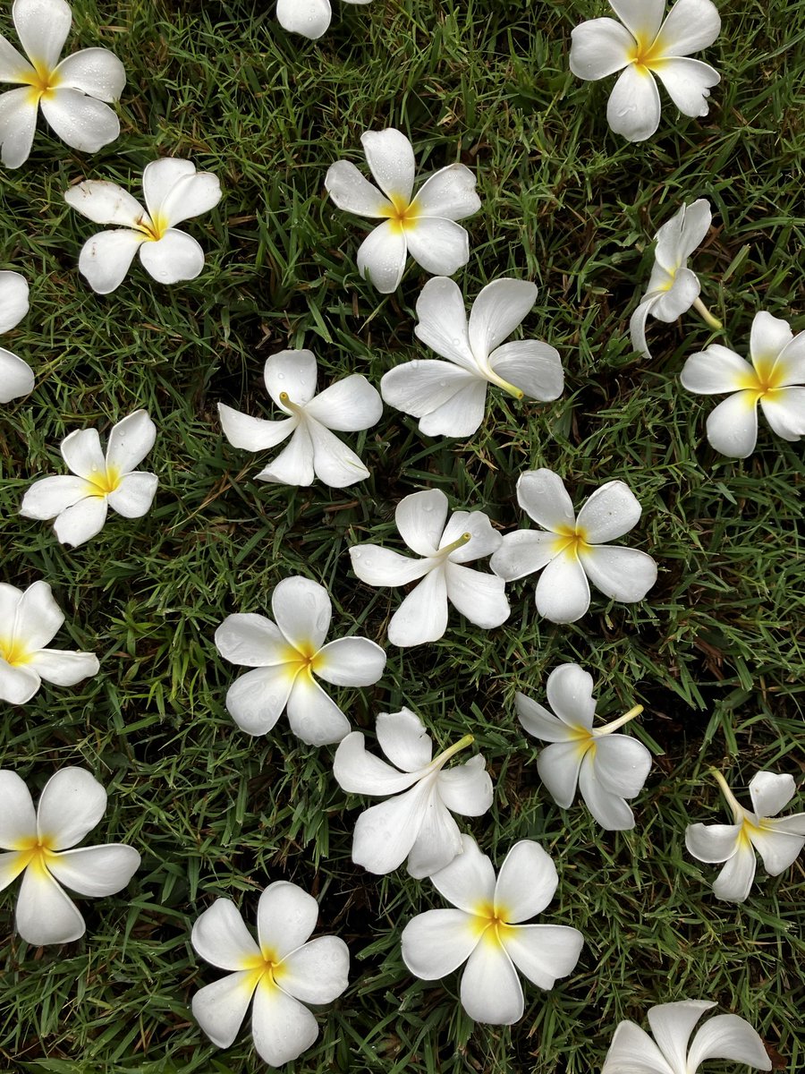 Wonderful surprise today.
Strong wind is making frangipani flowers rain in my garden. 
The grass is covered with them everywhere!