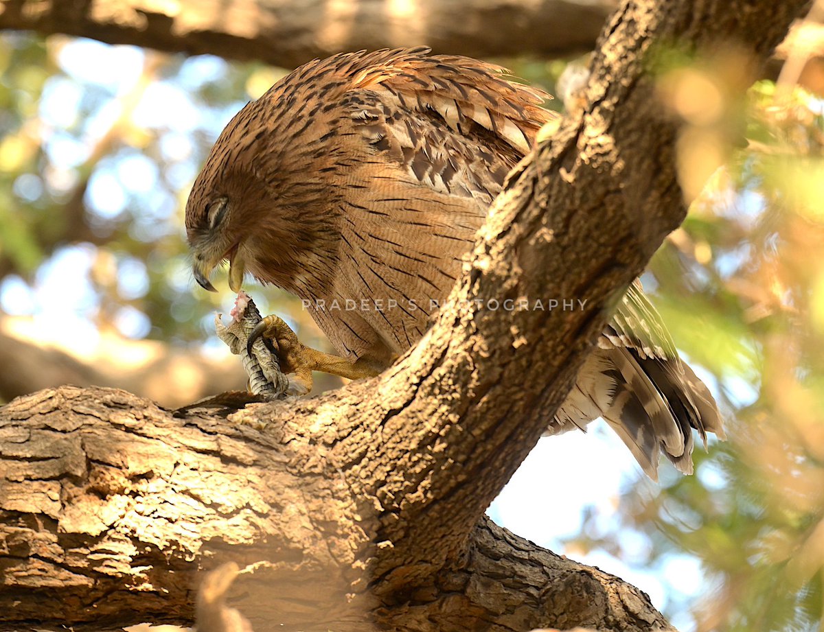 Brown fish or croc owl 🦉?Brown fish owl eating a baby croc at RTR
#tigerpradeepsingh #pradeepswildlifeexpeditions #tigerprasangsingh #tigersafariwithpradeepsingh 
#netgeotravel #netgeowild #nationalgeographic #bbcearth #bbctravel  #sanctuaryasia #natureinfocus #animalphotography