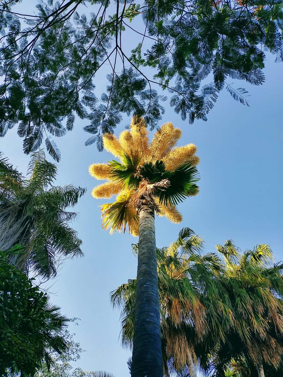 PlantaMexicana's tweet photo. Contexto: se registró por primera vez la floración de la palma talipot (#Corypha umbraculifera) en el @CuliacanJardin 🇲🇽 Esta especie nativa de India y Sri Lanka, tarda más de 40 años en producir millones flores ¡No te pierdas este acontecimiento!
📸Ze Nene y Fernando Rodríguez https://t.co/N5VbYfOmOQ