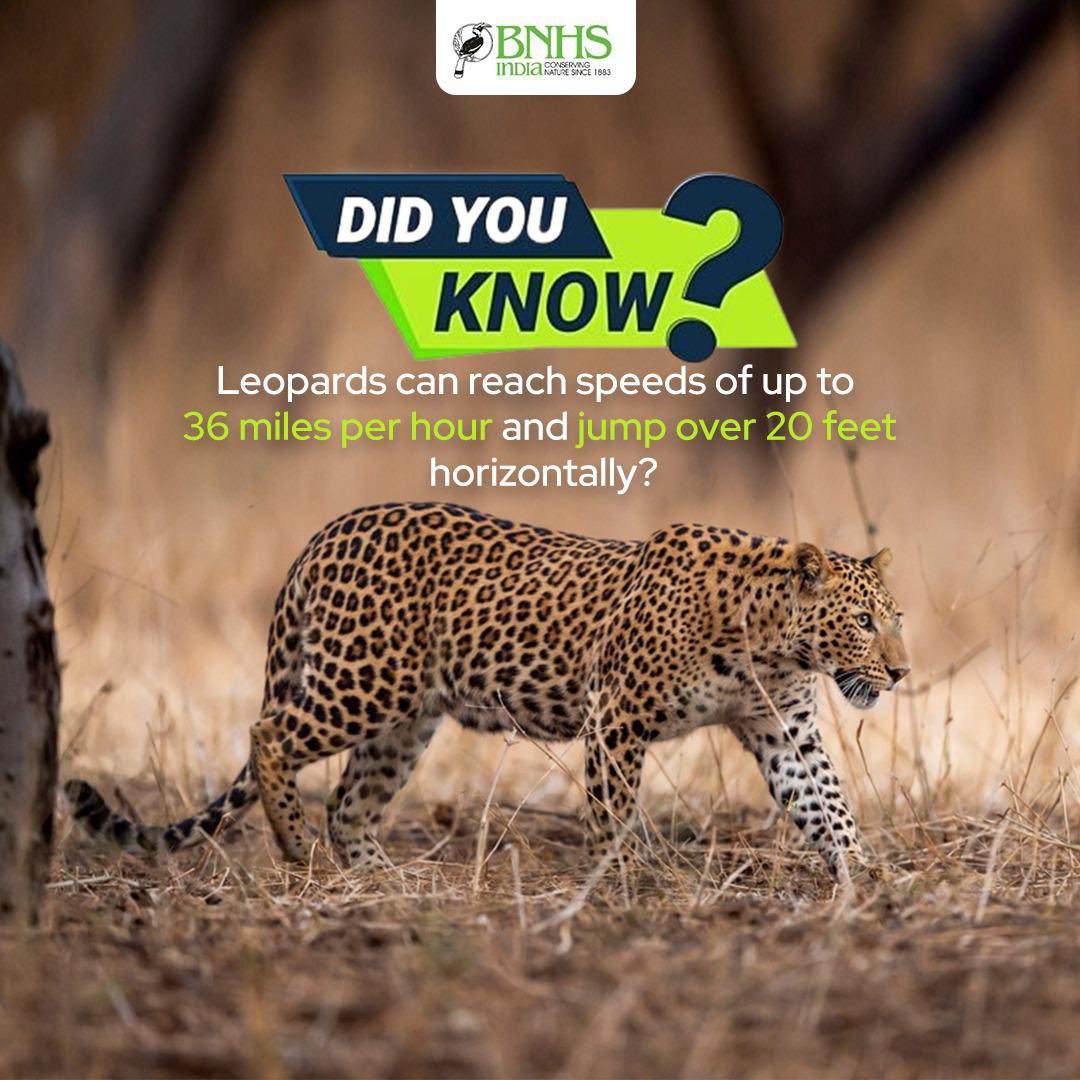 Nature's sleek and silent hunters, ruling the jungle with unmatched grace and agility! 🌿 #BNHS #FunFact