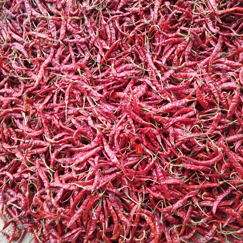 A farmer from @NgomaDistrict , Kibungo sector has 300kg of dried teja chilli ready for sale at 2200 Rwf/kg. buy from a farmer visiting ehaho.rw/products/teja-… or call us at +250786506040