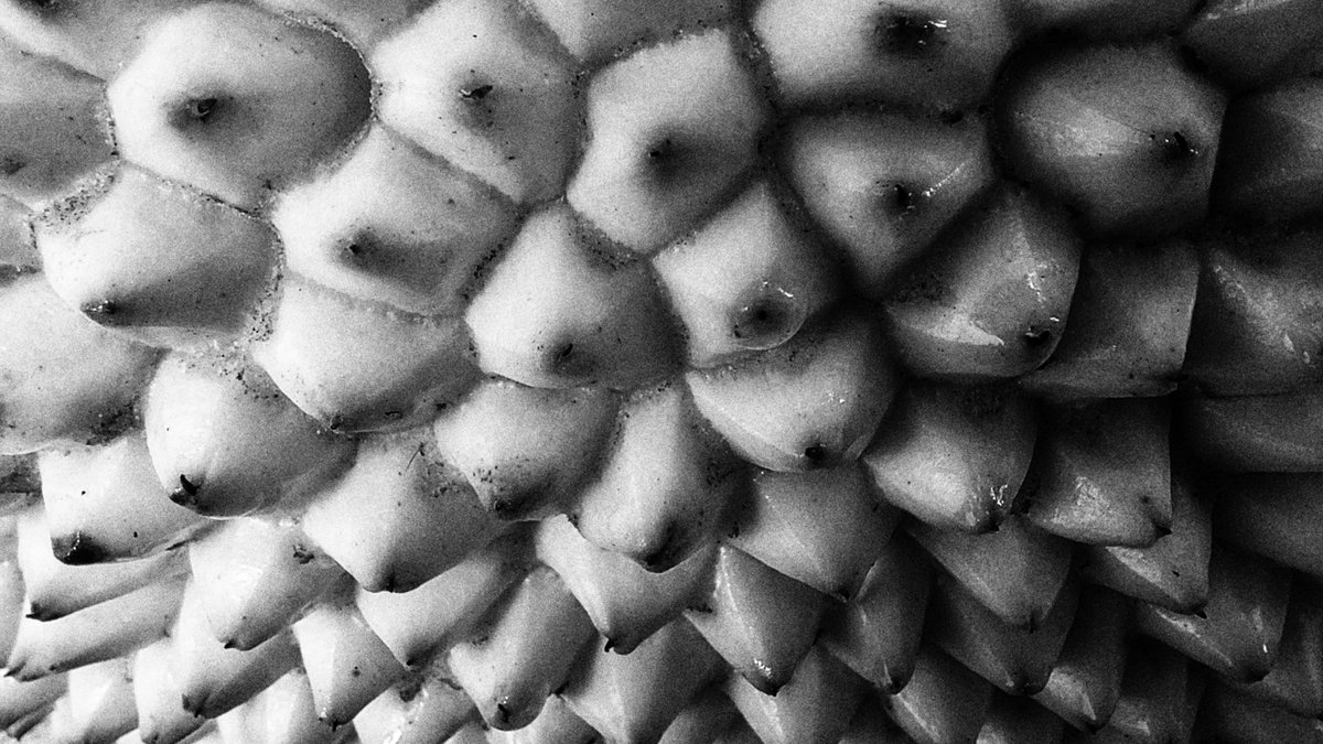 Spiky. 
#BlackAndWhiteMacro #channel169 #macrohour #blackandwhite