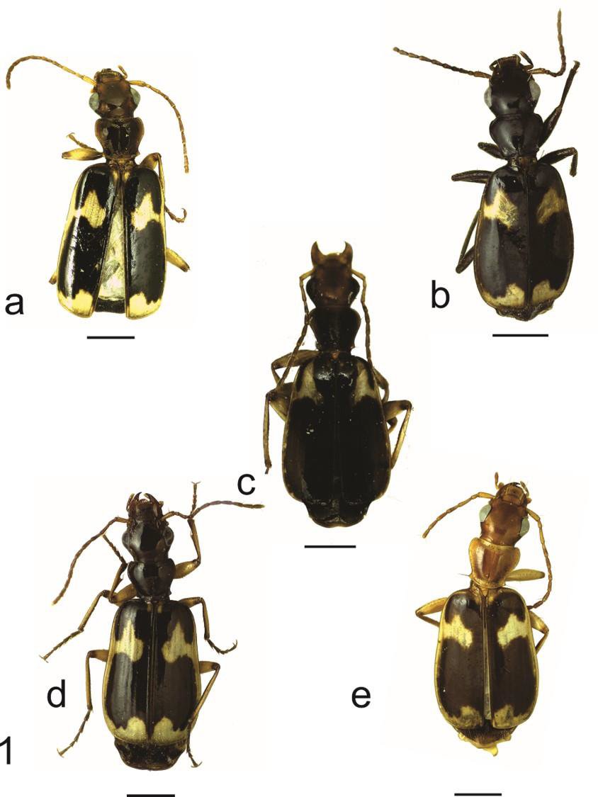 #LiteratureNotice Roig-Juñent & Cid Arcos. #NewSpecies and records of Mimodromius of the subgenus Chubutianus (#Coleoptera: #Carabidae: Lebiini). biotaxa.org/RSEA/article/v…. #Beetle #Beetles #GroundBeetles #NewRecords