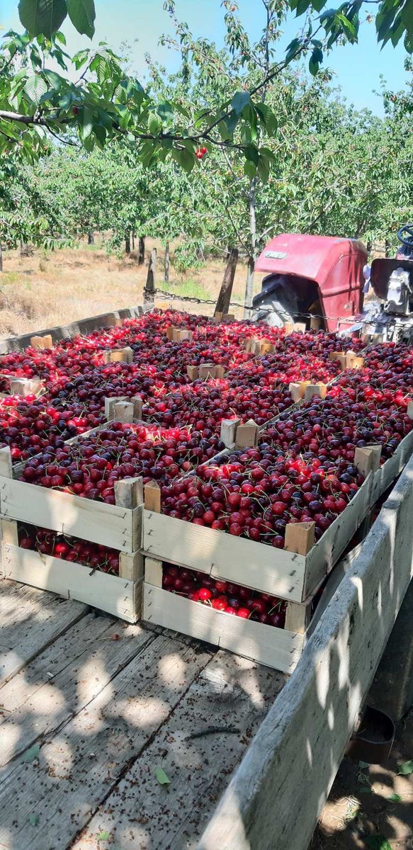 Some good news: the cherries still came out in northern Bosnia this year