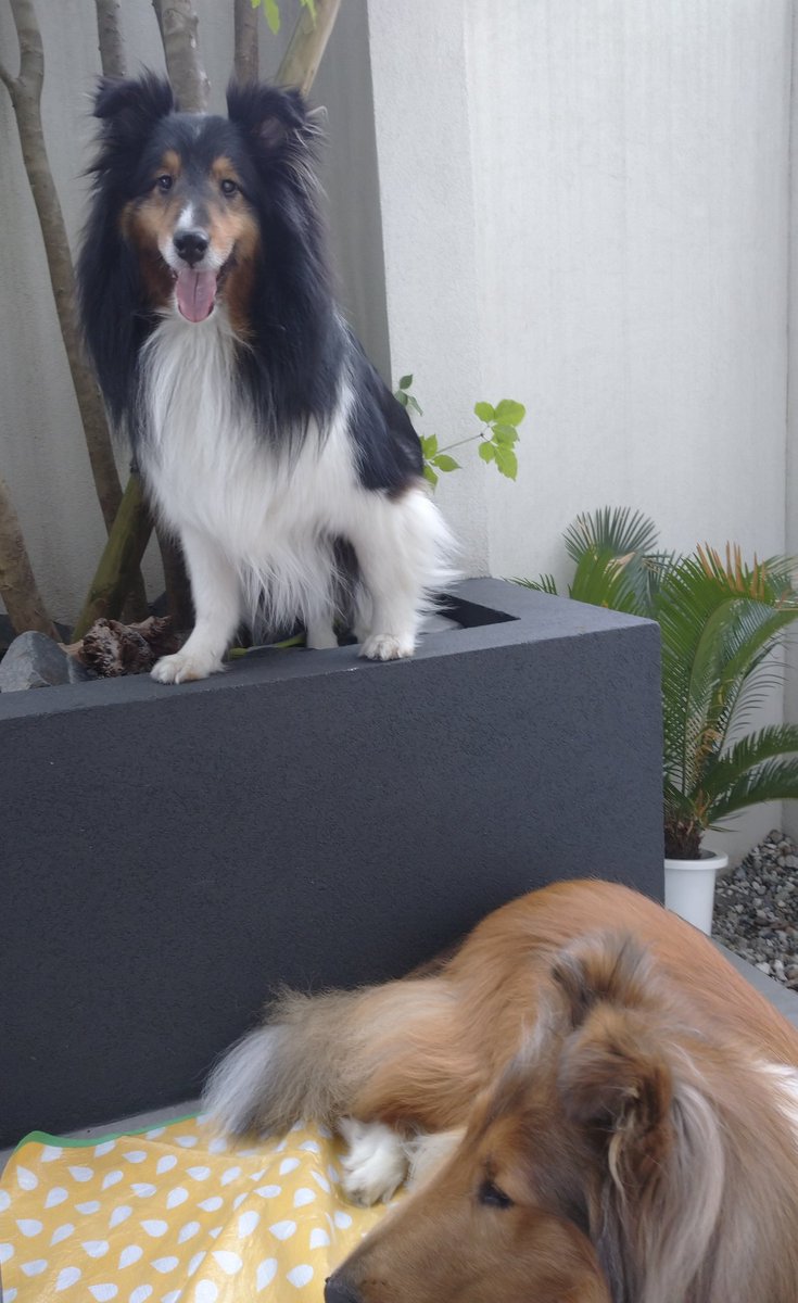 2024/5/5(日)はアネラ5歳の
お誕生日でした🍀
翌日になってしまったけど
6日(日)にお祝いしました💟
アネラ5歳おめでとう🎂
ケーキを食べてニコニコのアネラ
いつもより高い所に
登れてました⤴️⤴️
ケーキは今年も
アネラのアレルギー対策で
米粉のパンケーキ 水切りヨーグルト フルーツで作りました🍀