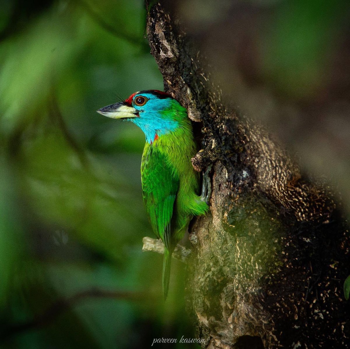 From natures palette. Blue throated barbet.