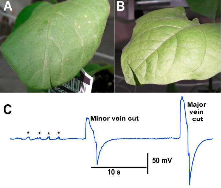 🌺Welcome to read the paper by Robin Lewis Cooper et al. | Impedance Measures for Detecting #ElectricalResponses during Acute Injury and Exposure of Compounds to #Roots of #Plants @universityofky 👉mdpi.com/2409-9279/5/4/… #protocol #electrophysiology #impedance