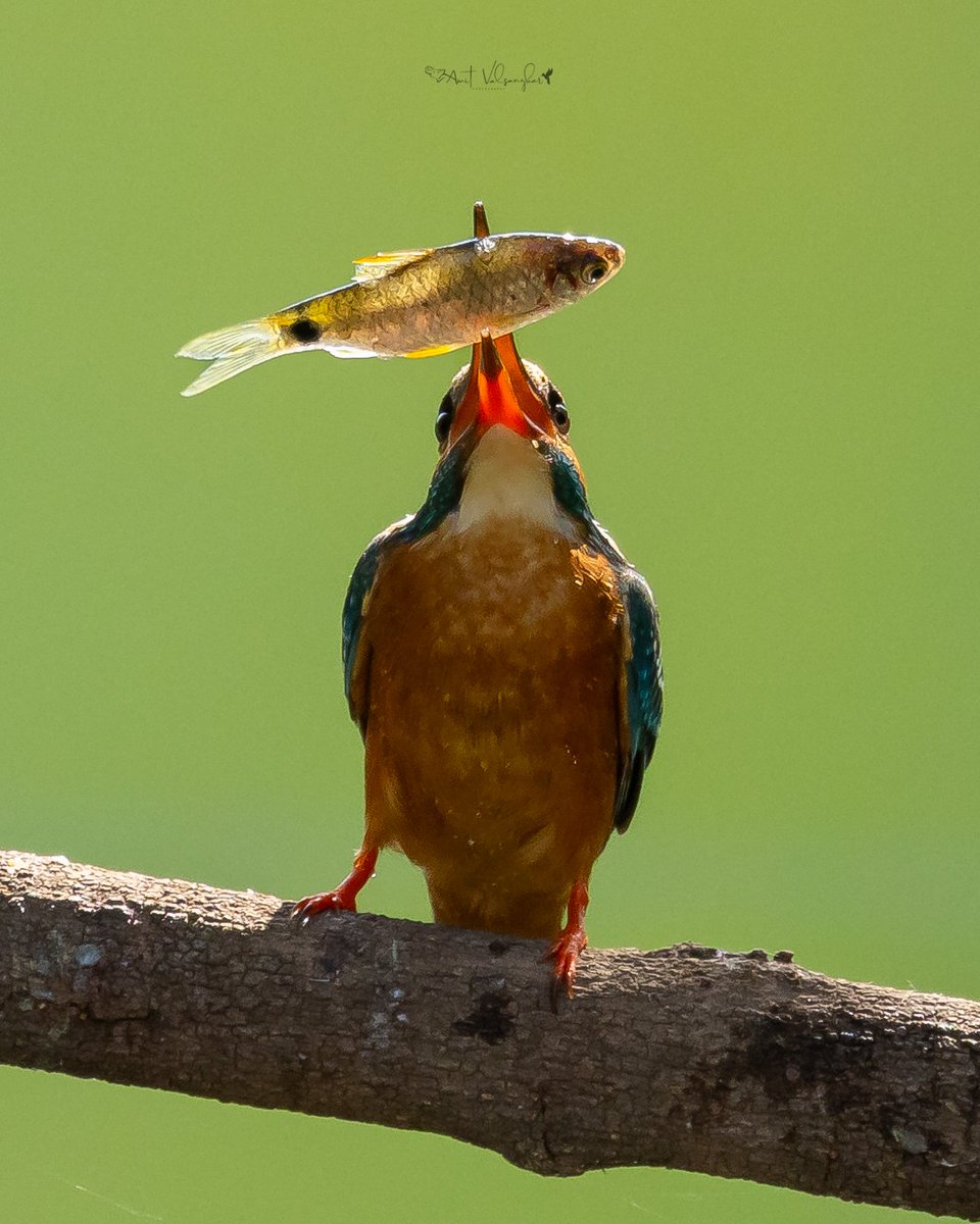 Common KF #kingfisher #kingfishers #smallbluekingfisher #smallbluekingfishers #blue #canonindiaofficial @Canon_India @NatGeo @NatGeoIndia #ThePhotoHour @IndiAves #indiaves #BirdsSeenIn2024 #natgeowild @natgeowild #birdwatching #BirdsUp #BirdsOfTwitter @AnimalPlanetIn #tossitup