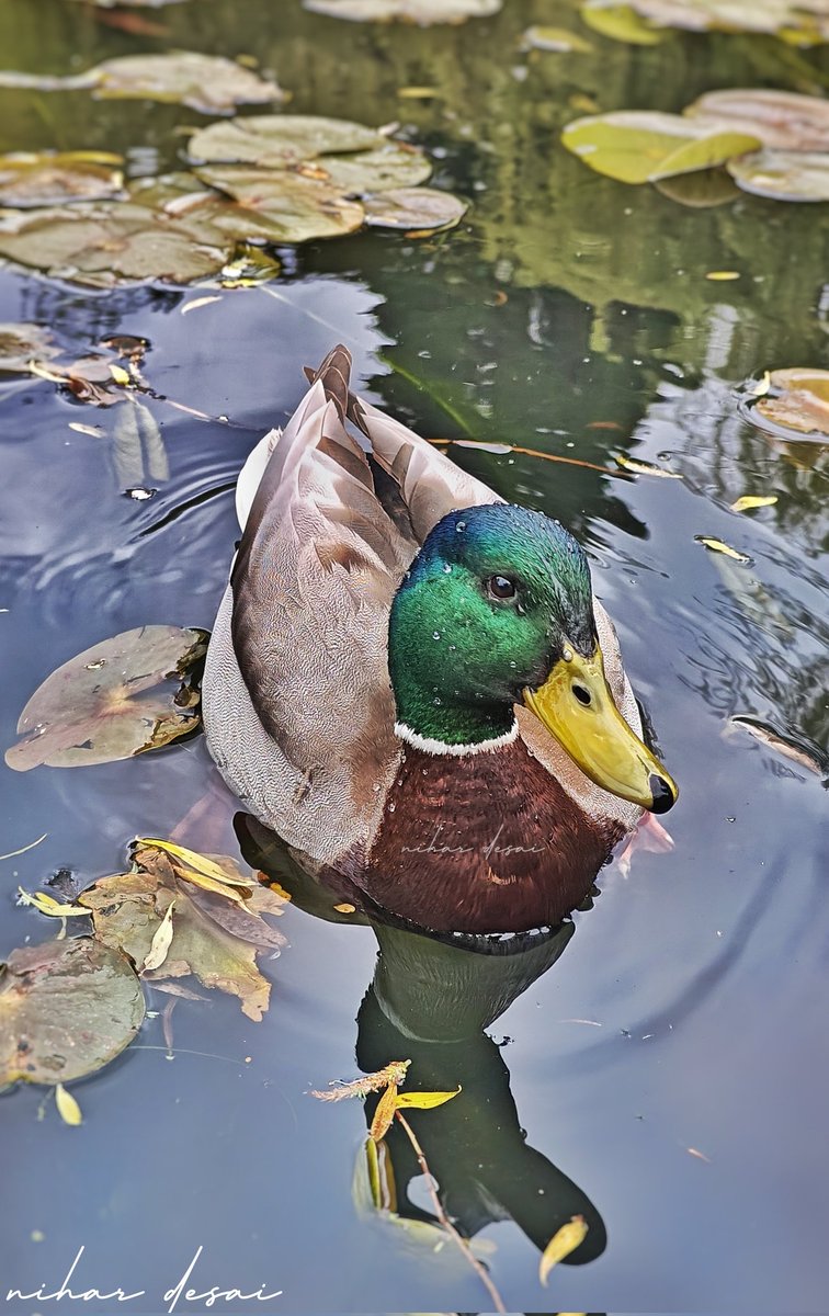This is what I mean when I say phone cameras have come a long way 🫡 This beautiful Mallard duck was clicked using the @oneplus 11 😮😲 Obviously, a friendly subject and the correct approach technique matters 🙌🏼 Share your phone images that you are proud of 👇🏻
