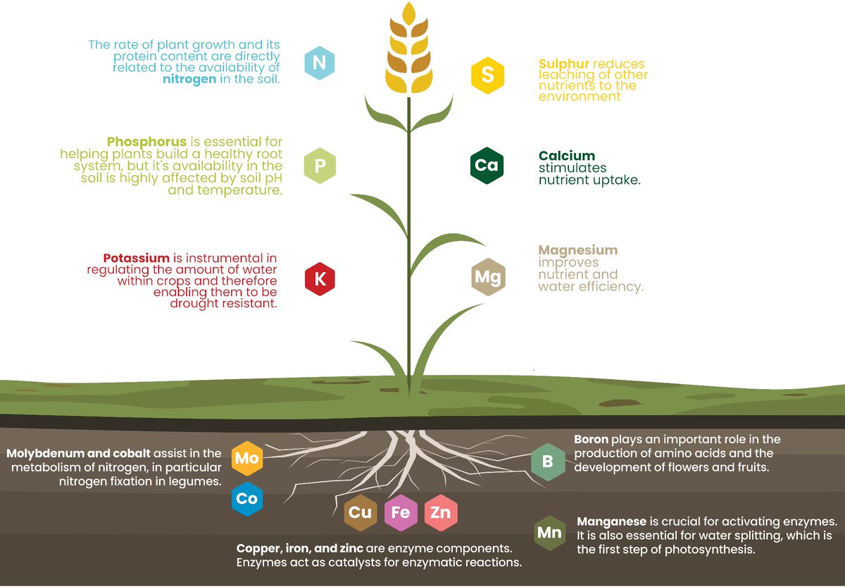 🔴 Balanced Fertilization

📌 About:

🔸Balanced fertilisation is a practice in agriculture that focuses on providing plants with the optimal amounts of the nutrients that are needed for their healthy growth and development.

📌Essential Nutrients:

🔸Primary Nutrients: Nitrogen