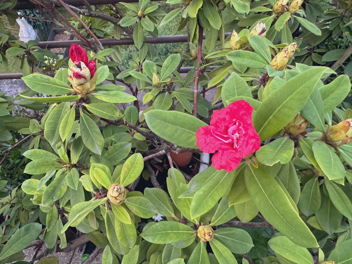 Barfuss, die Kälte des Steinbodens fühlen. Der Rhododendron blüht, zum siebten Mal. Seit unserer Bekanntschaft hat er seine Farbe geändert. Begleitet mich in der inneren Wandlung.