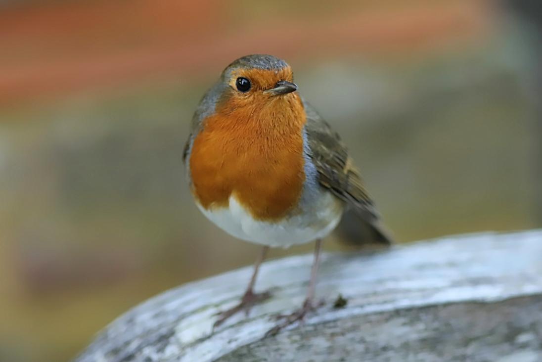 Robin in the Park early yesterday morning #DDOR
