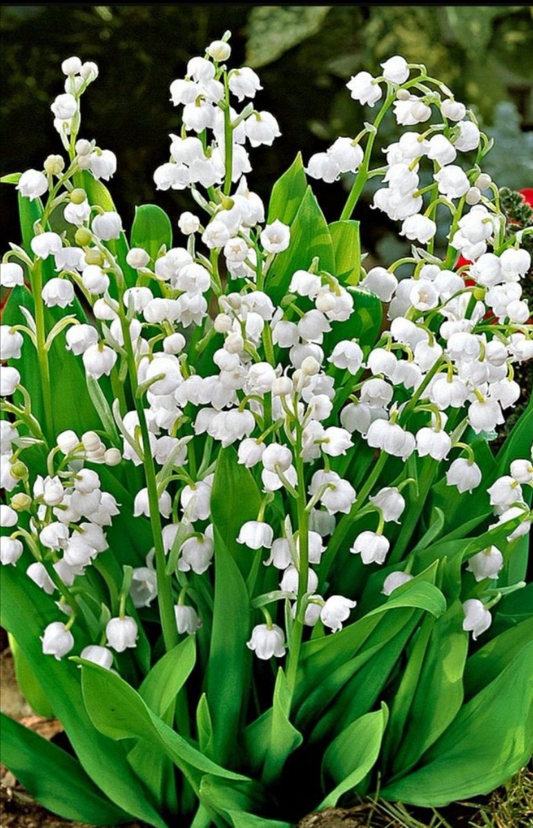 Dobro jutro <a href="/VesnaBjelica/">Vesna Bjelica★✊🏻</a>, <a href="/Nekostar16/">Nekostar #zumretakostovski#</a>, <a href="/vera335/">❤️🧚‍♀️Vera🧚‍♀️❤️</a>, @MirsadAbazovic, <a href="/35Hartigan/">John Hartigan</a>,<a href="/TuticAlen/">𝒜𝓁𝑒𝓃 𝒯𝓊𝓉𝒾𝒸 🇧🇦</a>, <a href="/maskiblistok/">maski</a>, <a href="/sidikat101/">Sidikat101#reha</a>... 🤍💚