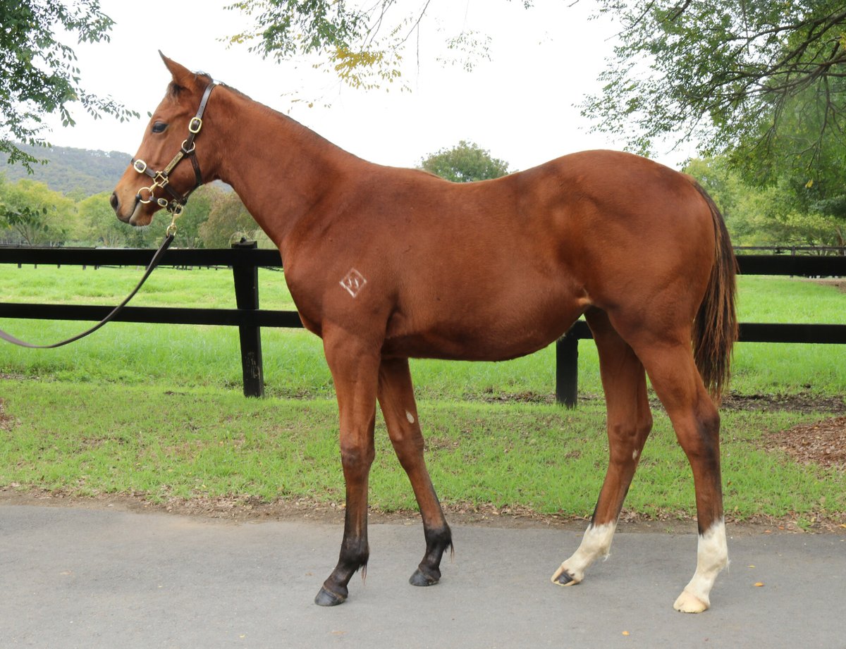 Fairhill Farm's PRAGUE filly from Poetic Diva has booked herself a ticket to NZ after being purchased for $65k by Highline / Paul Moroney @inglis_sales 👏 #aqualityinvestment #KiaOraStallions