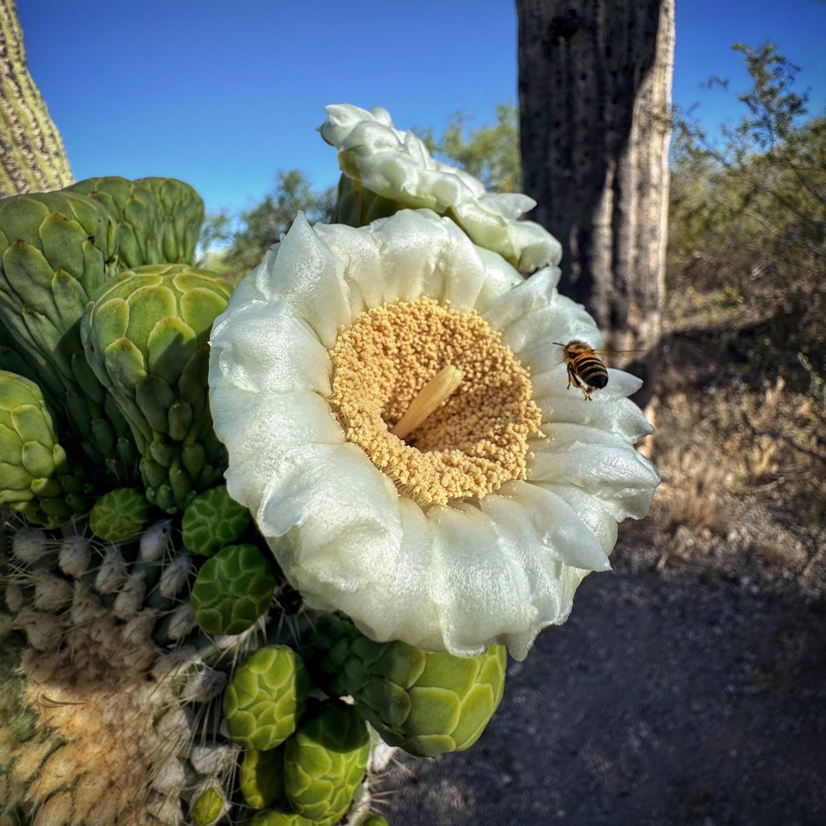 Allophile's tweet image. From this morning in the blooming desert, Saguaro National Park—a perfect Tucson morning
#azwx #getintotheoutthere @thephotohour
instagram.com/reel/C6nM522LB…
@apple #shotoniPhone