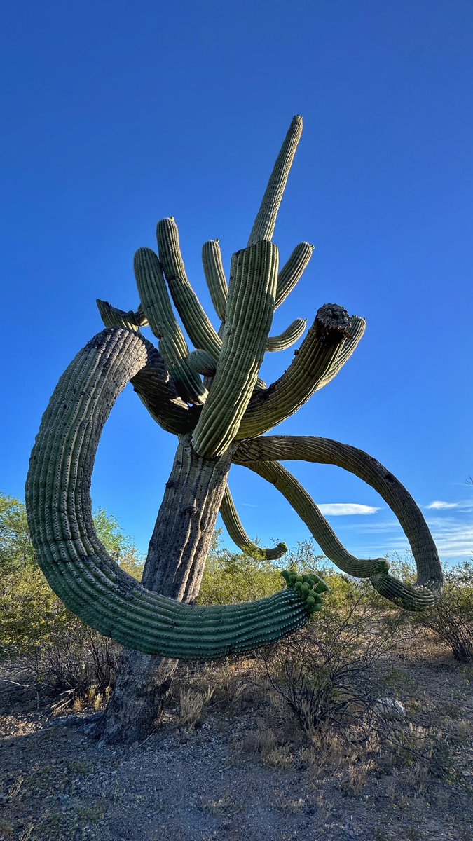 Allophile's tweet image. From this morning in the blooming desert, Saguaro National Park—a perfect Tucson morning
#azwx #getintotheoutthere @thephotohour
instagram.com/reel/C6nM522LB…
@apple #shotoniPhone