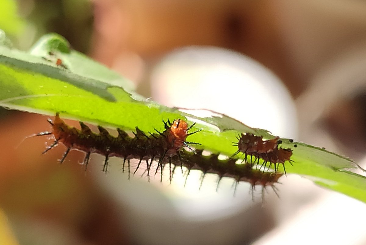 #MacroMonday #IndiAves #MacroHour