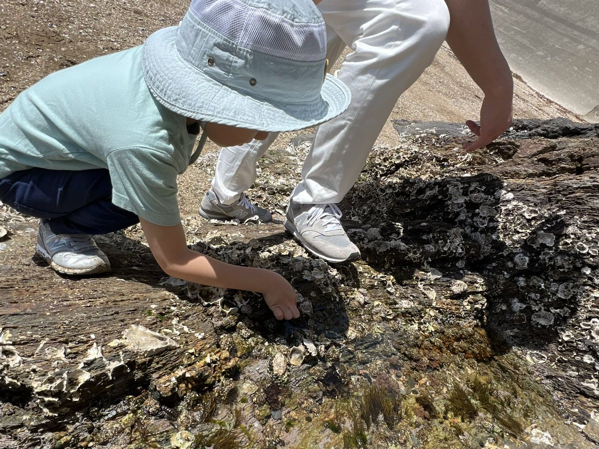 mi8mo's tweet image. 5/4(土)は『鳥羽国際ホテル 潮路亭』にて、特別プログラム『春の磯を探検しよう！磯観察でSDGs！』自然隊長(インタープリター)をさせていただきました。鳥羽湾の静かな磯で、カニを探したりイソギンチャクと遊んだり、海の豊かさを知り、自然を愛する心を一緒に育みました。
shiojitei.jp