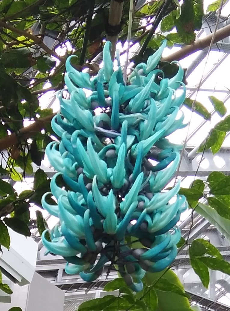｢青いバナナ｣を見にきました

#ヒスイカズラ 
#グリーンハウス 
#相模原公園