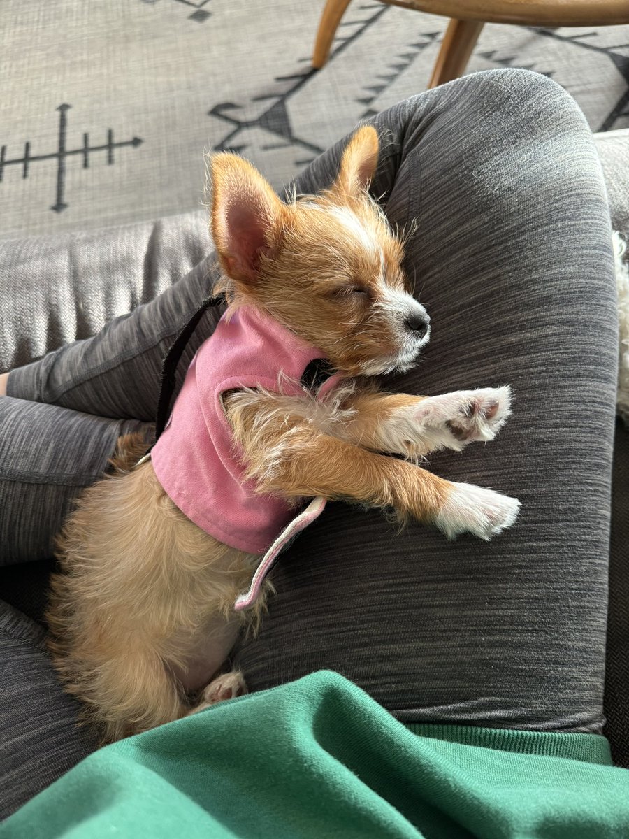 #pupdate Oh my little Nugget 🎀🐾
.
.
#lovebugsrescue #instadog #dogstagram #tinybutmighty #chihuahua #terrier #adopted #happilyeverafter #colorado #rescued #petstagram