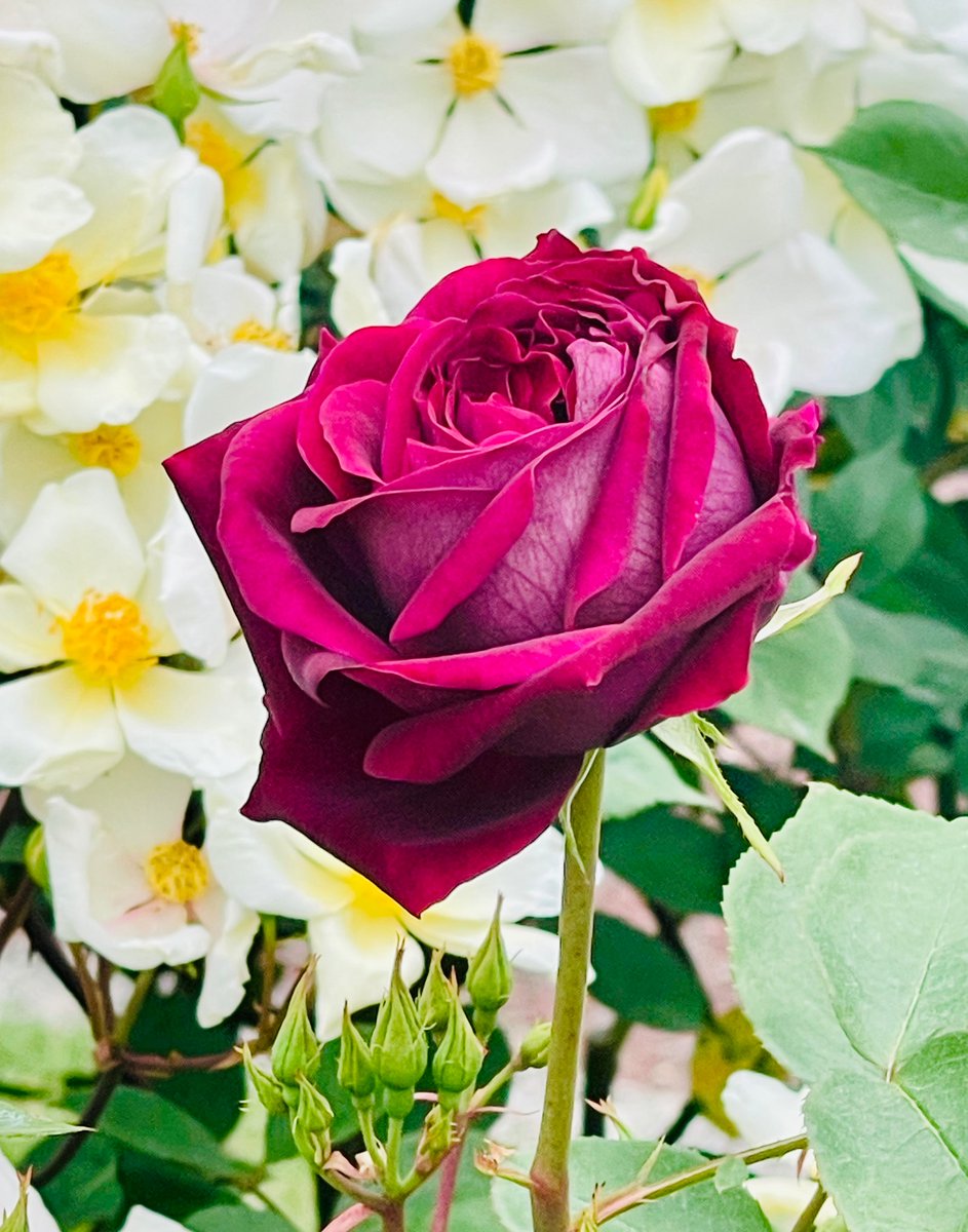 見惚れる美しさの✨🌹『一輪の薔薇』✨
#京都よきかな 【京都府立植物園】