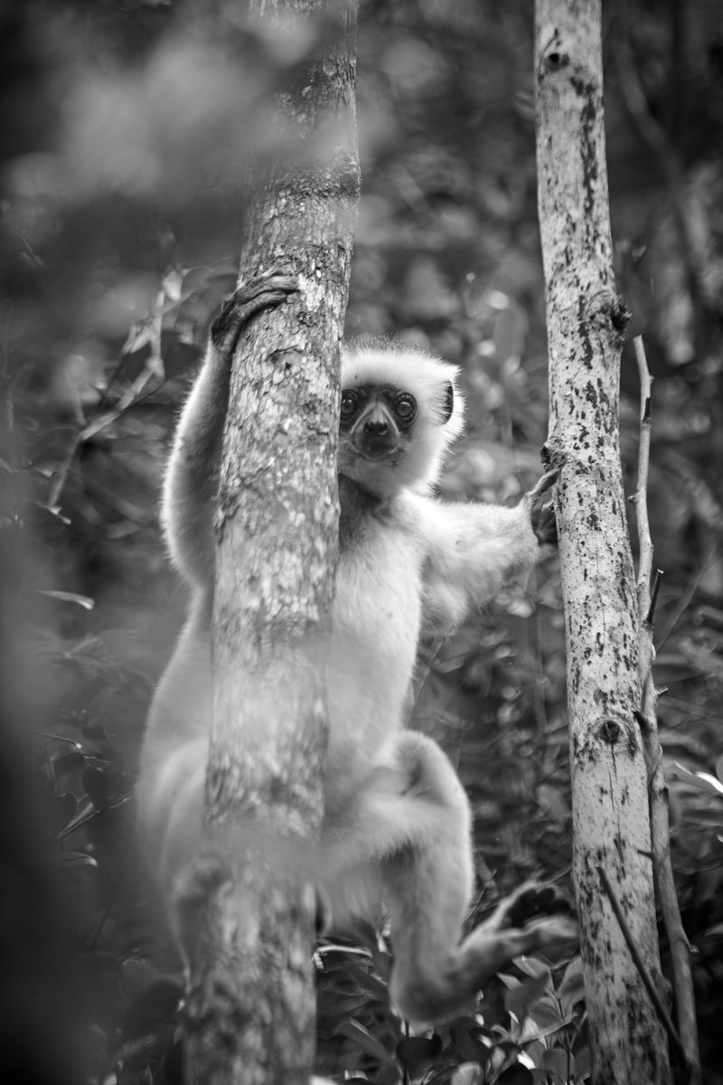 Diademed sifaka geared for photoshoot | Analamazaotra | Madagascar
#Analamazaotra #lemursarecool #earthpix #animalphotography #lemur #discovernature #forestofficial #elegantanimals #mammalwatching #nikon #madagascarwildlife #AnimalBehavior #bownaankamal #wildography…