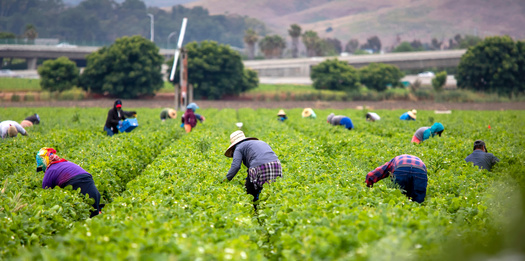 The Farm Labor Organizing Committee is bolstering protections against the rising temperatures for #NorthCarolina farmworkers. The renewed Mesa/Ordas rule empowers migrant laborers to take more breaks and prioritizes education to keep them safe. pnsne.ws/4b3YIfP
