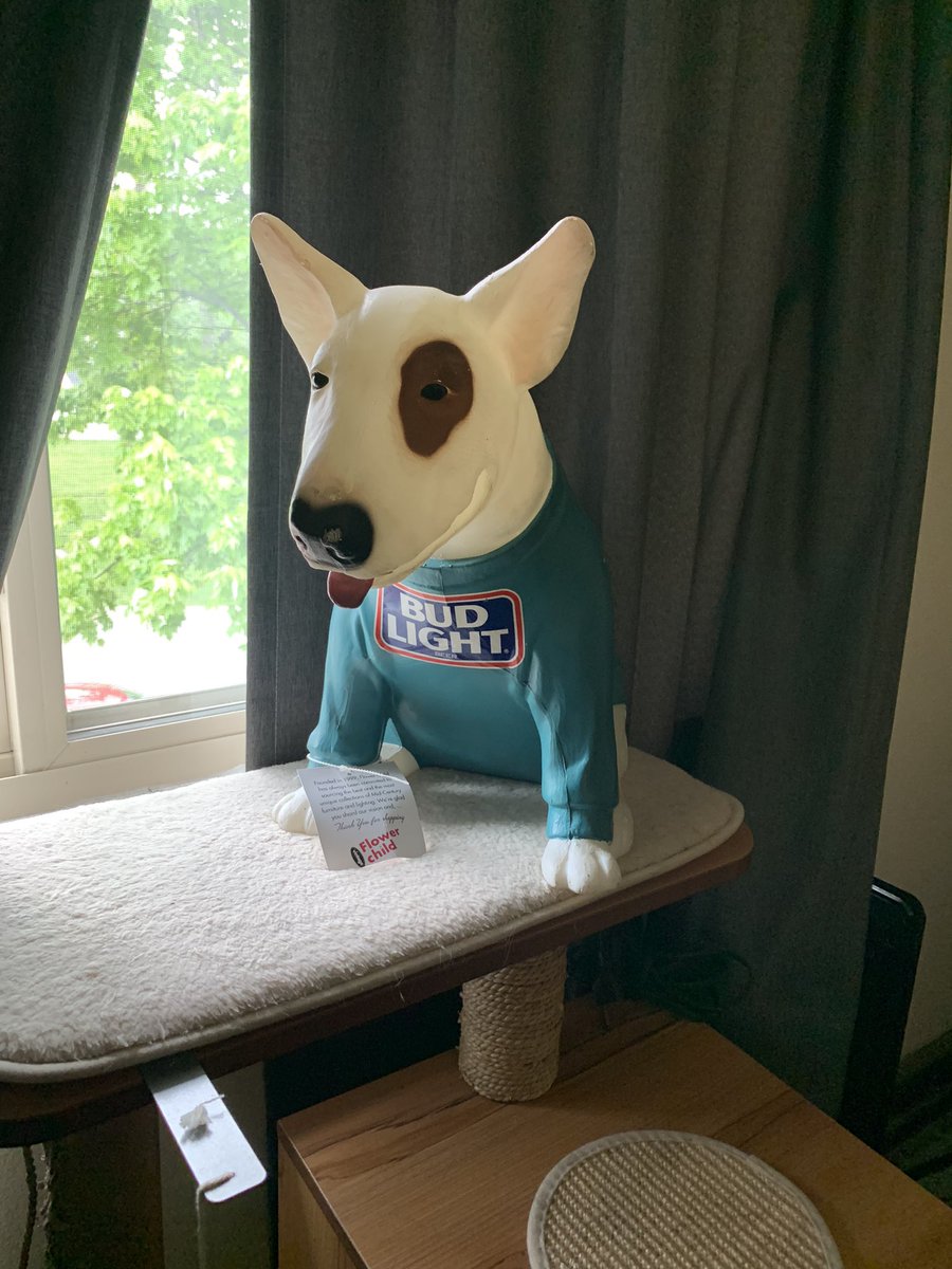 Snoozer_Basset's tweet photo. LOOK WHAT I BOUGHT https://t.co/rNKhnKiphc